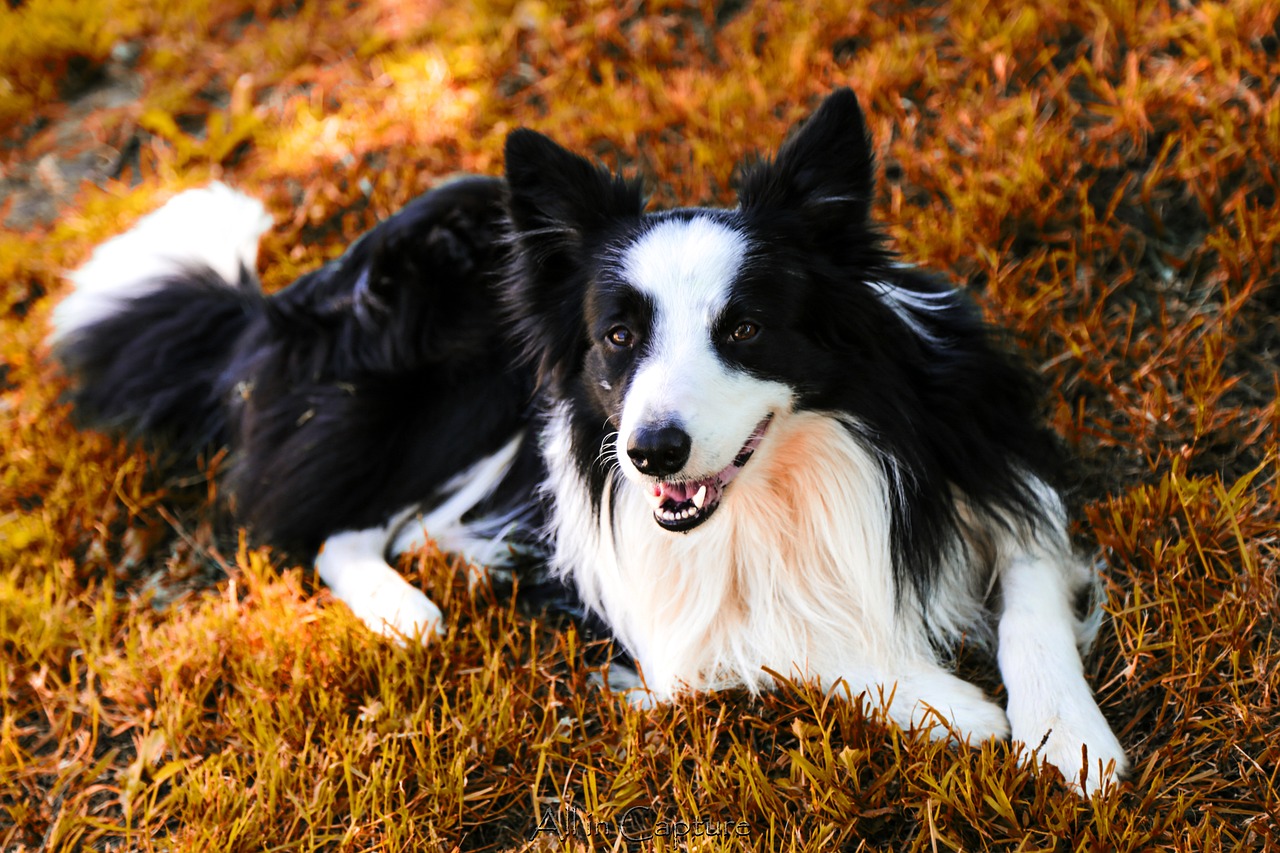 The Traits of the Bearded Collie - A Fun Companion